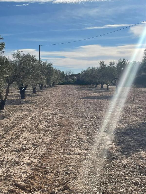 Terreno en venta en Sax, Alicante photo 3