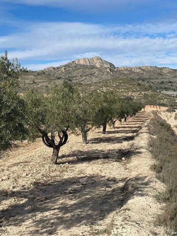 Terreno en venta en Sax, Alicante photo 4