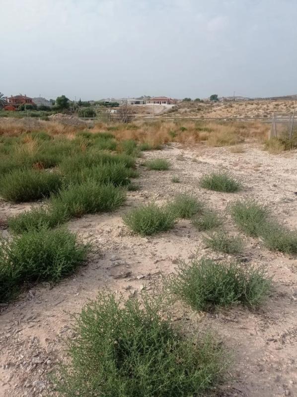 Terreno en venta en Elche / Elx, Alicante photo 2