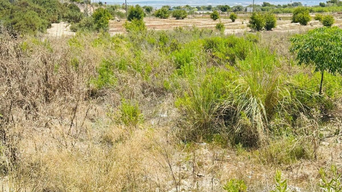 Terreno en venta en Elche / Elx, Alicante photo 5