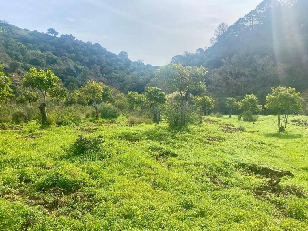 Terreno en venta en Estepona, Malaga photo 2