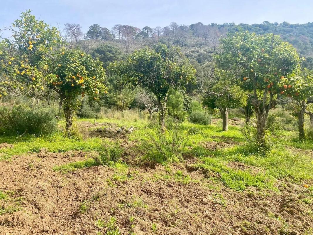 Terreno en venta en Estepona, Malaga photo 4