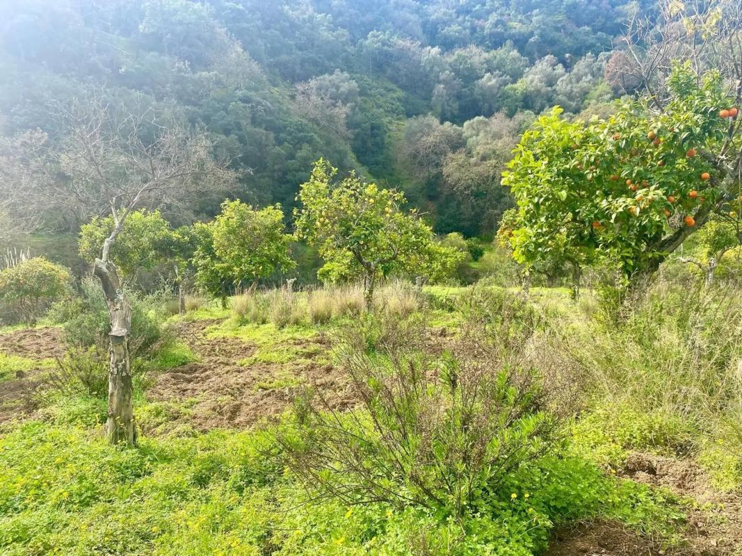 Terreno en venta en Estepona, Malaga photo 5