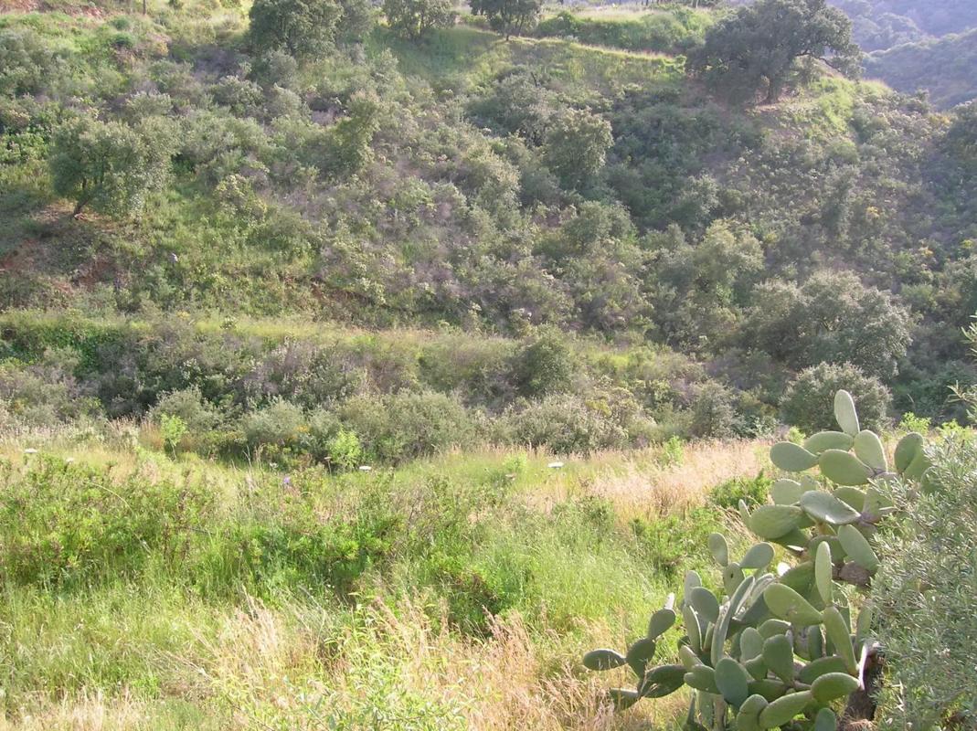 Land for sale in Mijas, Malaga photo 3