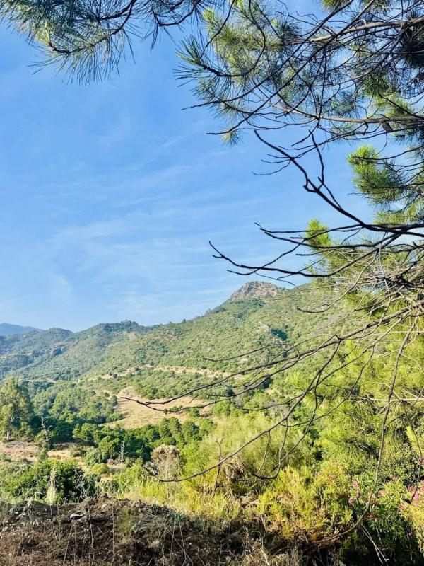 Terreno en venta en Benahavís, Malaga photo 3