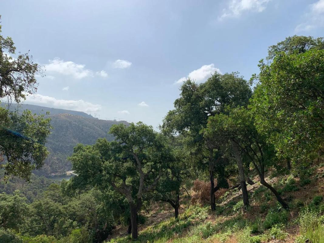 Terreno en venta en Benahavís, Malaga photo 2