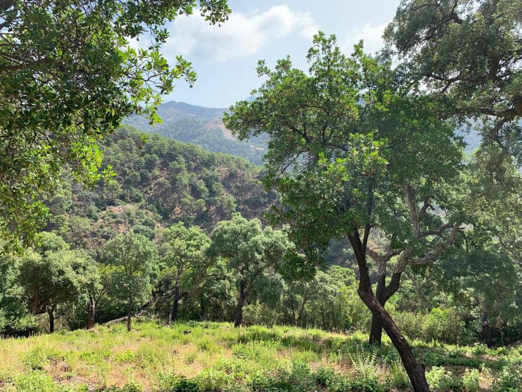 Terreno en venta en Benahavís, Malaga photo 3