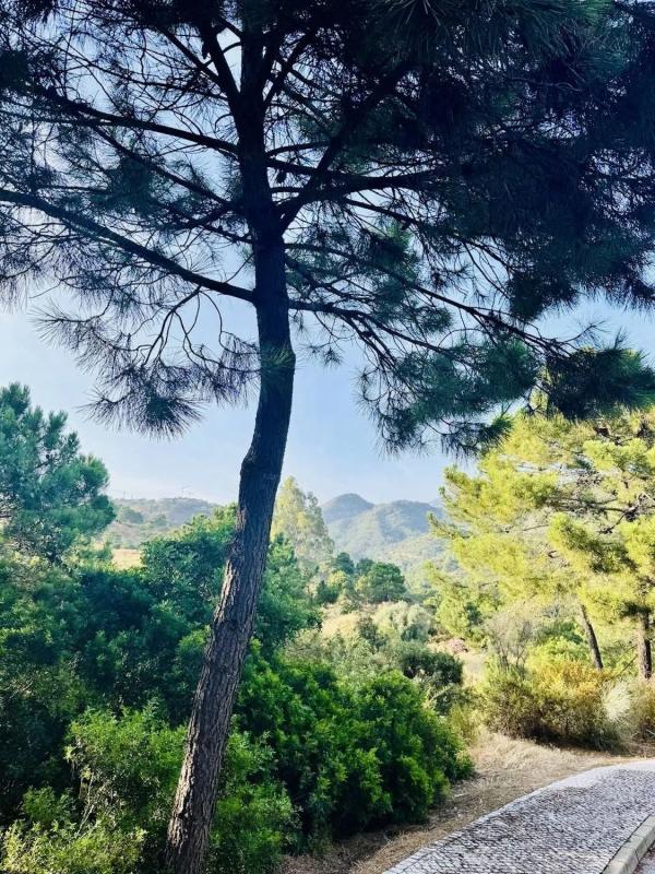 Terreno en venta en Benahavís, Malaga photo 5