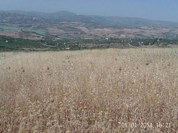 Terreno en Alcaucín photo 2