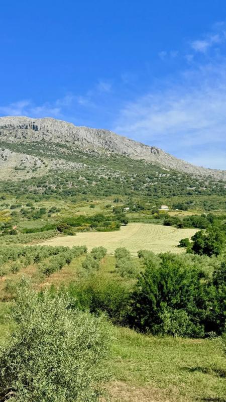 Land for sale in Alfarnatejo, Malaga photo 3