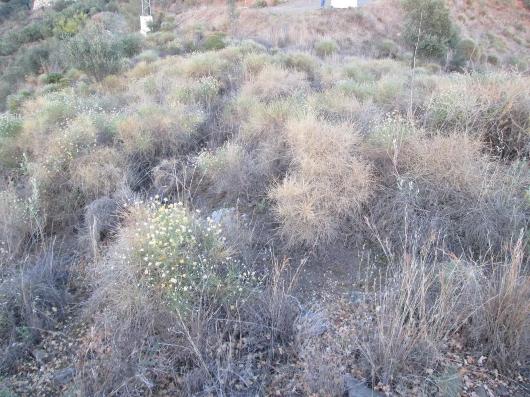 Terreno en venta en Algarrobo, Malaga photo 5