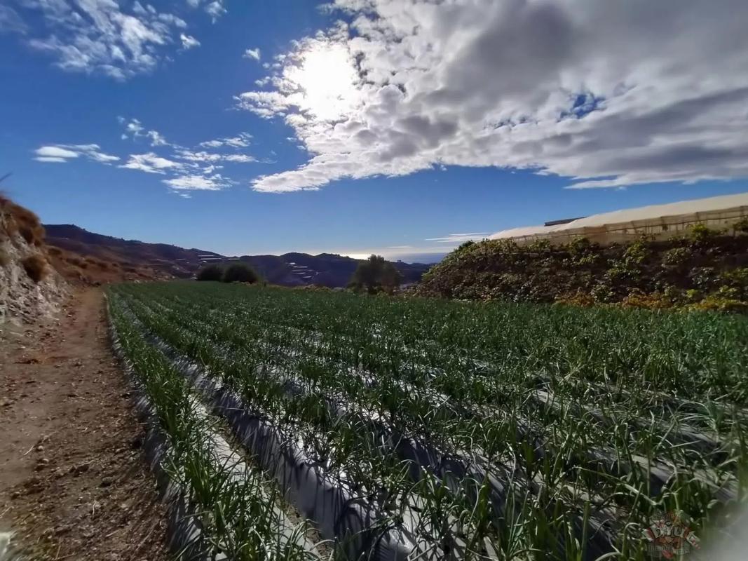 Terreno en venta en Algarrobo, Malaga photo 5