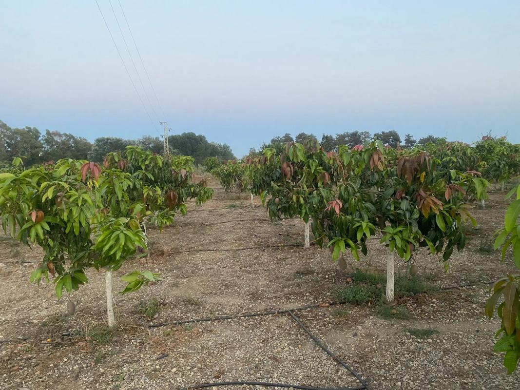 Terreno en venta en Almayate Bajo, Malaga photo 2