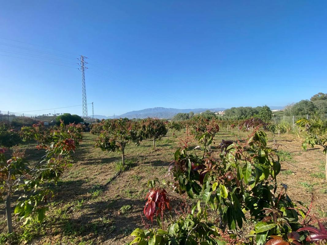 Terreno en venta en Almayate Bajo, Malaga photo 3