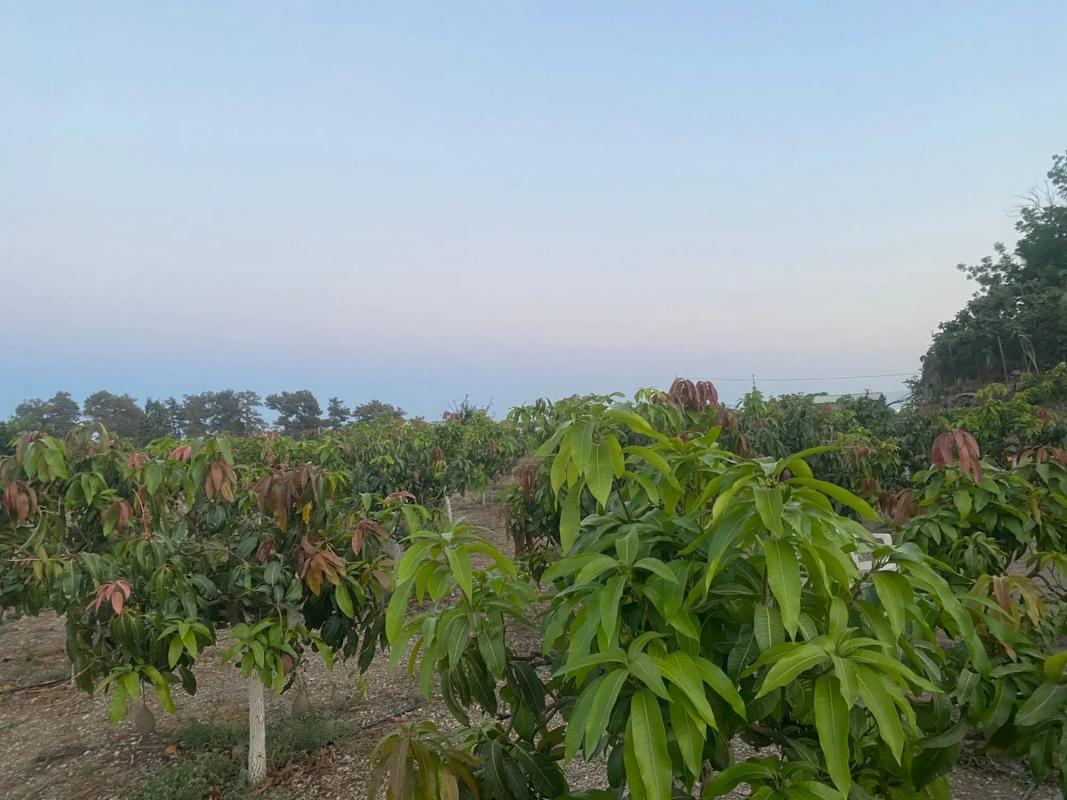 Terreno en venta en Almayate Bajo, Malaga photo 4