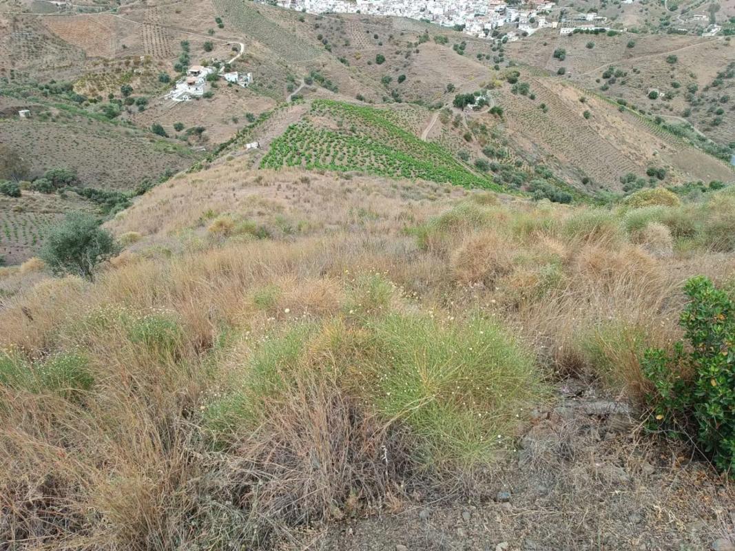 Terreno en venta en Almáchar, Malaga photo 4