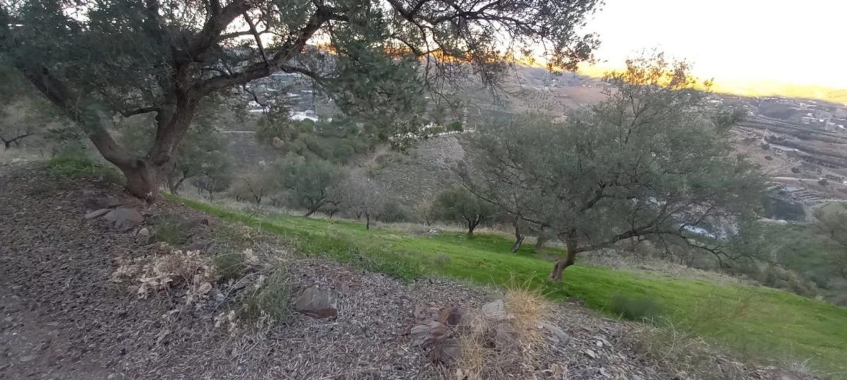 Działka na sprzedaż w Benajarafe, Malaga photo 2