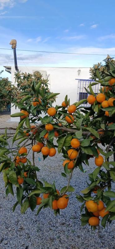 Działka na sprzedaż w Benamargosa, Malaga photo 3