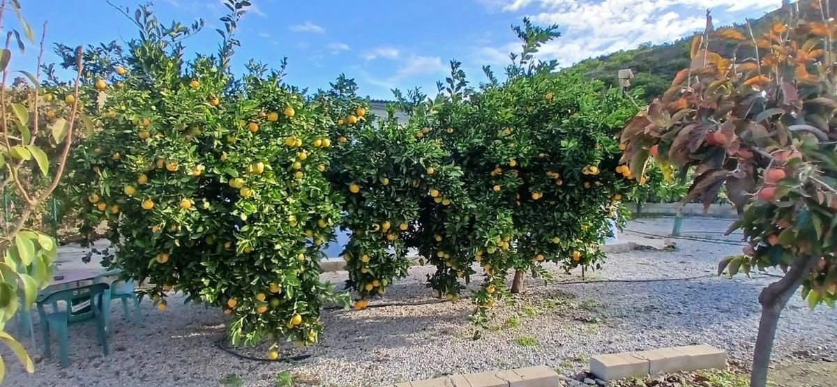 Działka na sprzedaż w Benamargosa, Malaga photo 4