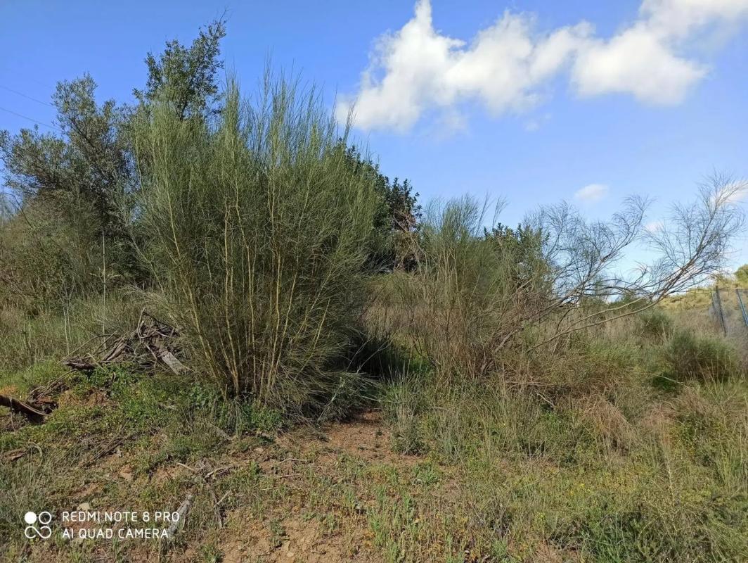 Terreno en venta en Benamocarra, Malaga photo 3