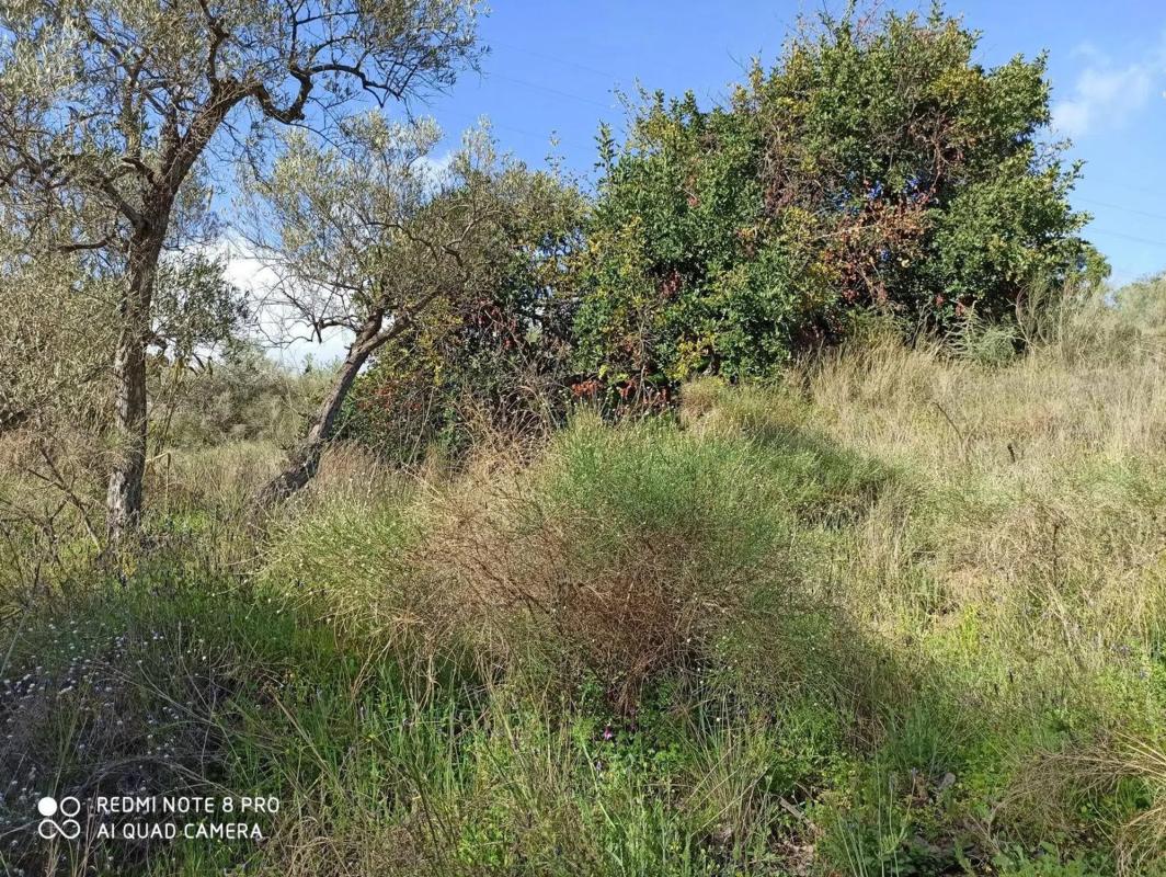 Terreno en venta en Benamocarra, Malaga photo 4