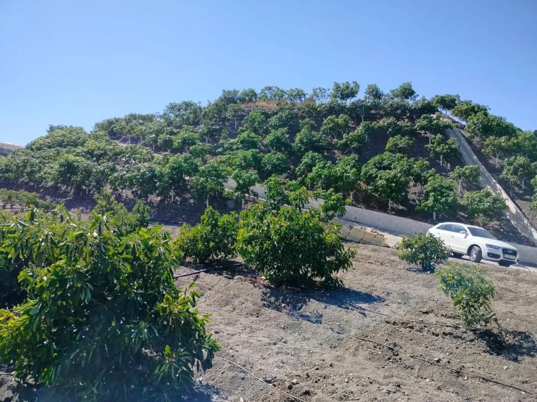 Land for sale in Benamocarra, Malaga photo 1