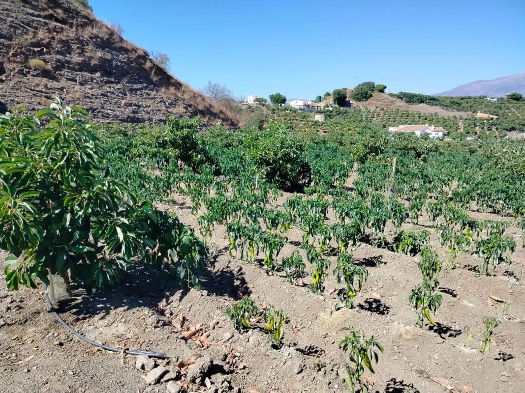 Land for sale in Benamocarra, Malaga photo 3