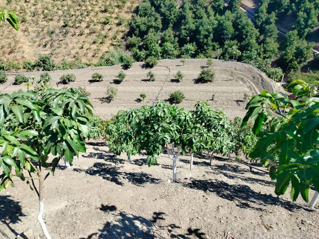 Land for sale in Benamocarra, Malaga photo 5