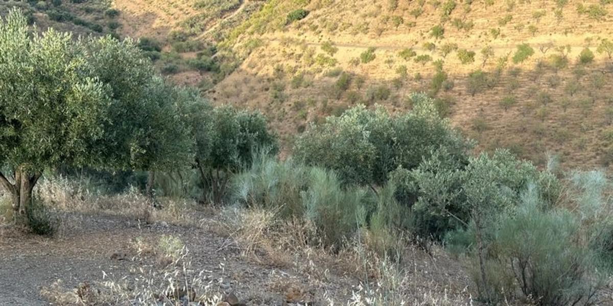 Terreno en venta en Colmenar, Malaga photo 5