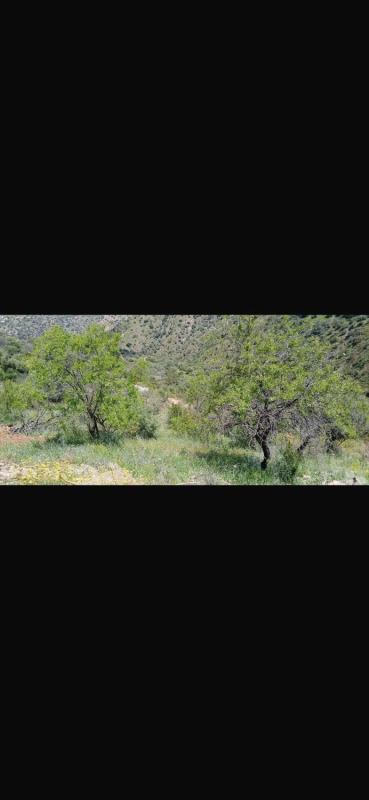 Terreno en venta en Comares, Malaga photo 4