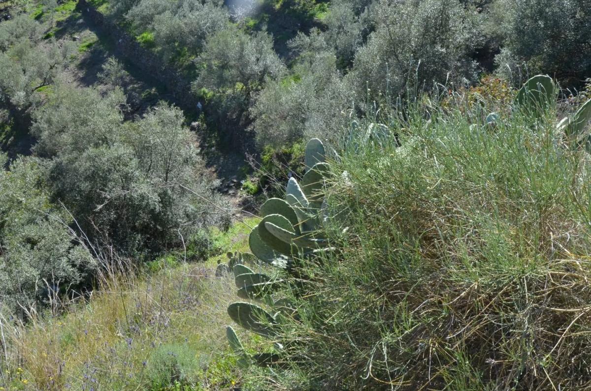 Terreno en venta en Competa, Malaga photo 2