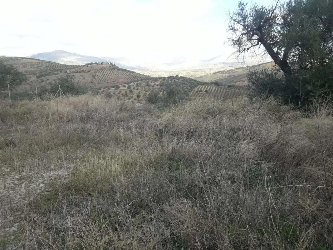 Land for sale in Cutar, Malaga photo 3
