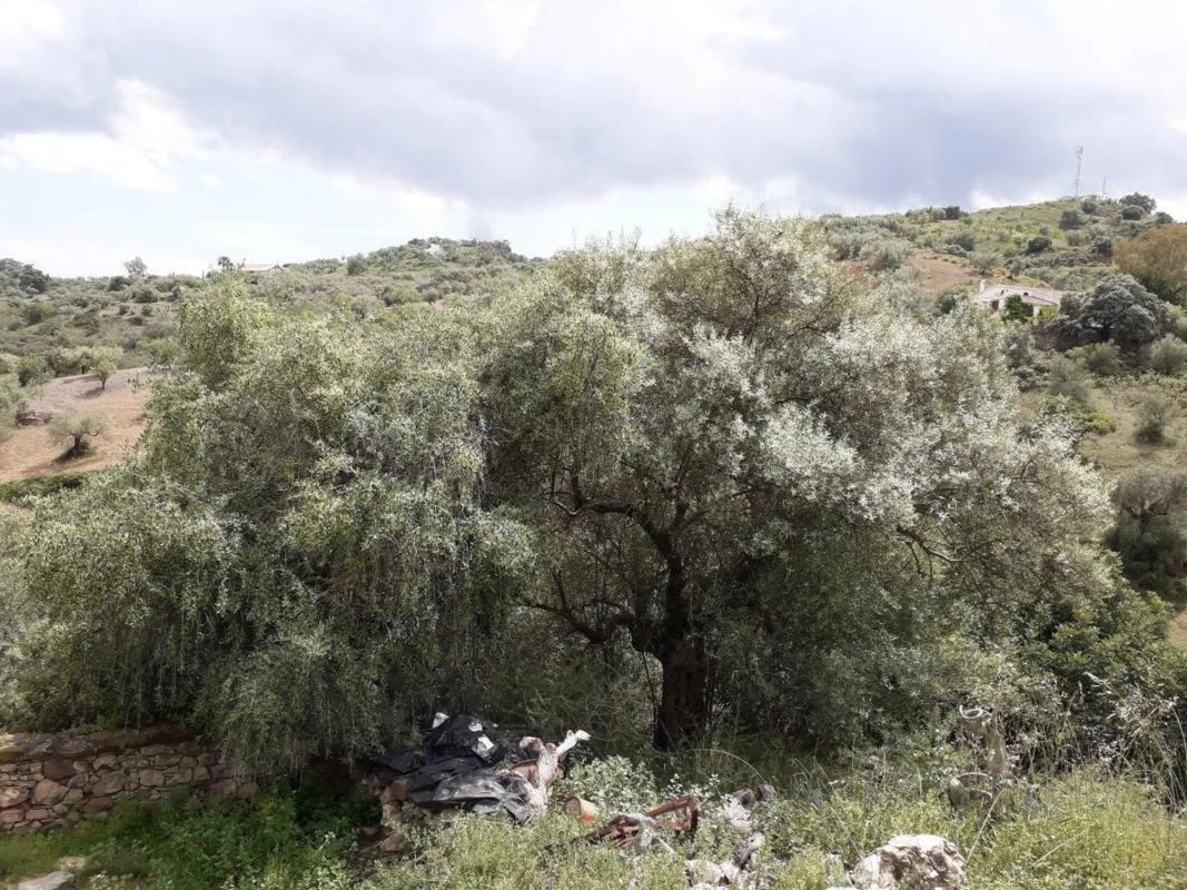 Land for sale in Cutar, Malaga photo 4