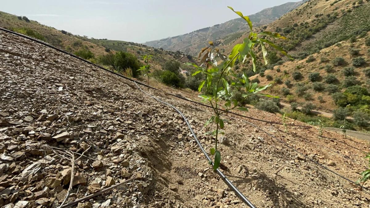 Land for sale in El Borge, Malaga photo 4