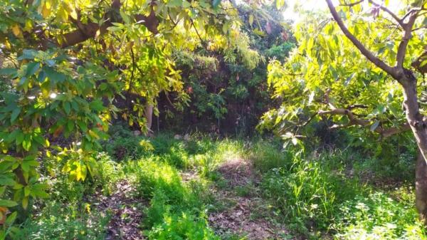 Terreno en Frigiliana photo 1