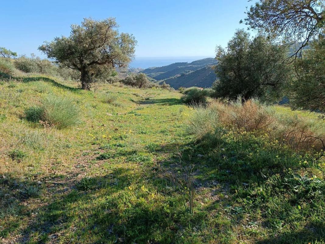 Land for sale in Moclinejo, Malaga photo 3