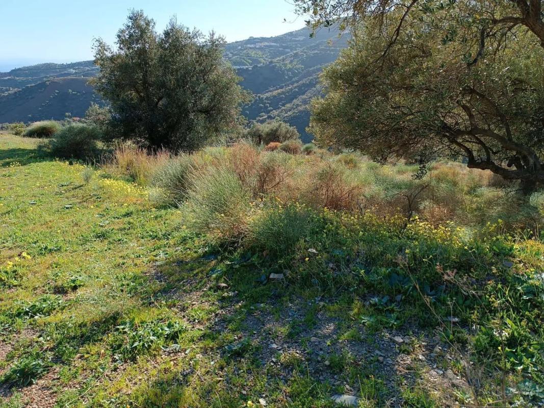 Land for sale in Moclinejo, Malaga photo 5
