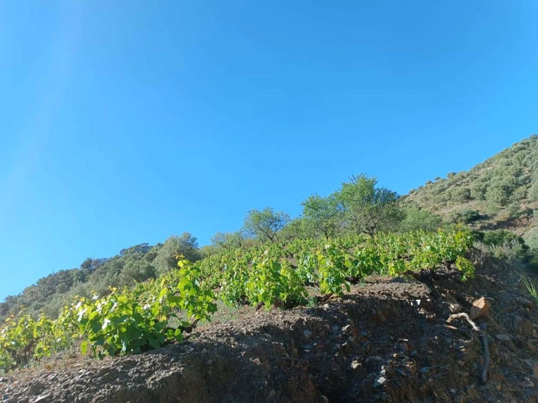 Terreno en venta en Moclinejo, Malaga photo 3