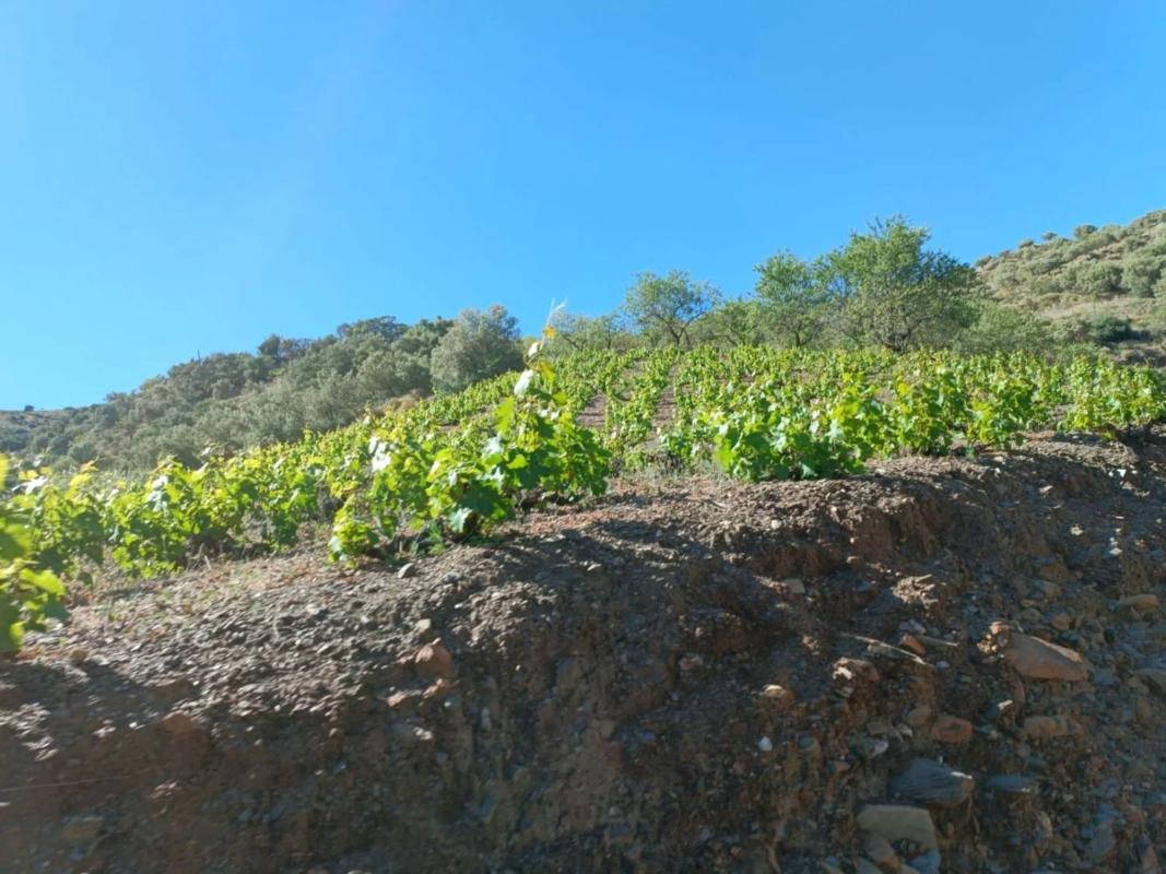 Terreno en venta en Moclinejo, Malaga photo 4