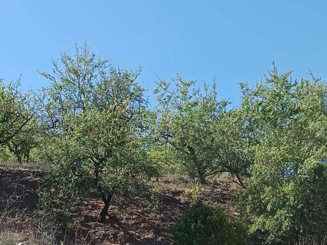 Terreno en venta en Moclinejo, Malaga photo 5