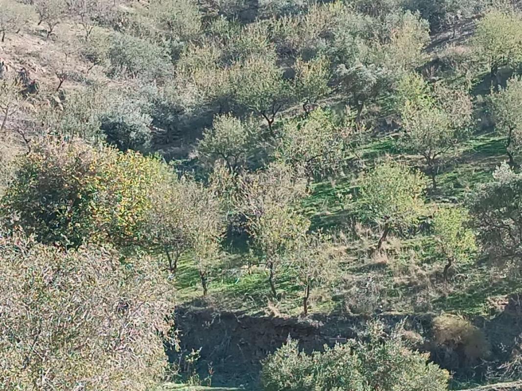 Land for sale in Moclinejo, Malaga photo 1