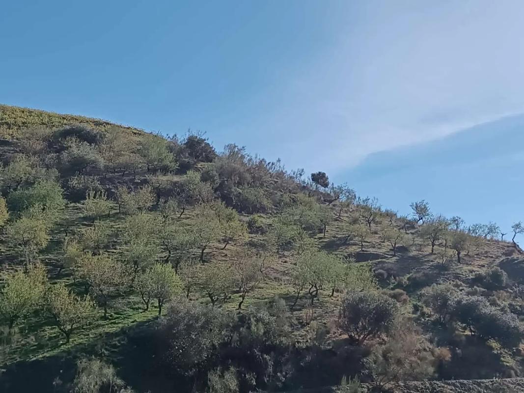 Land for sale in Moclinejo, Malaga photo 3