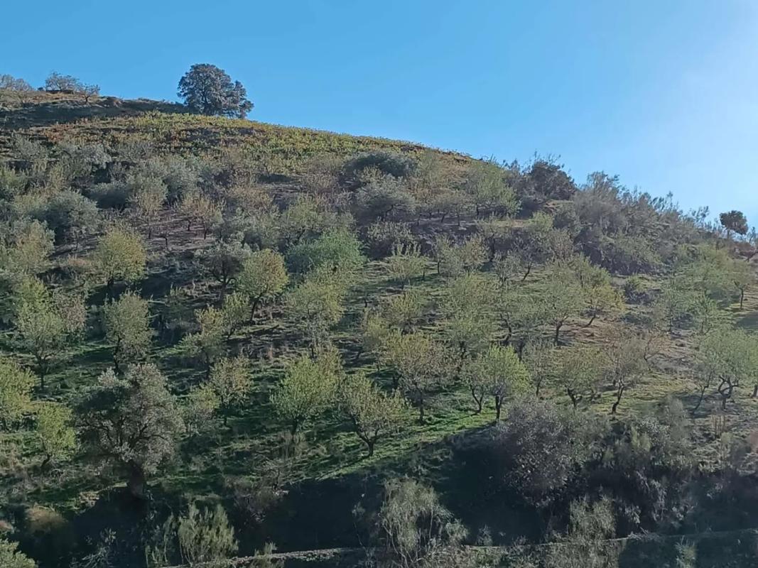 Land for sale in Moclinejo, Malaga photo 4