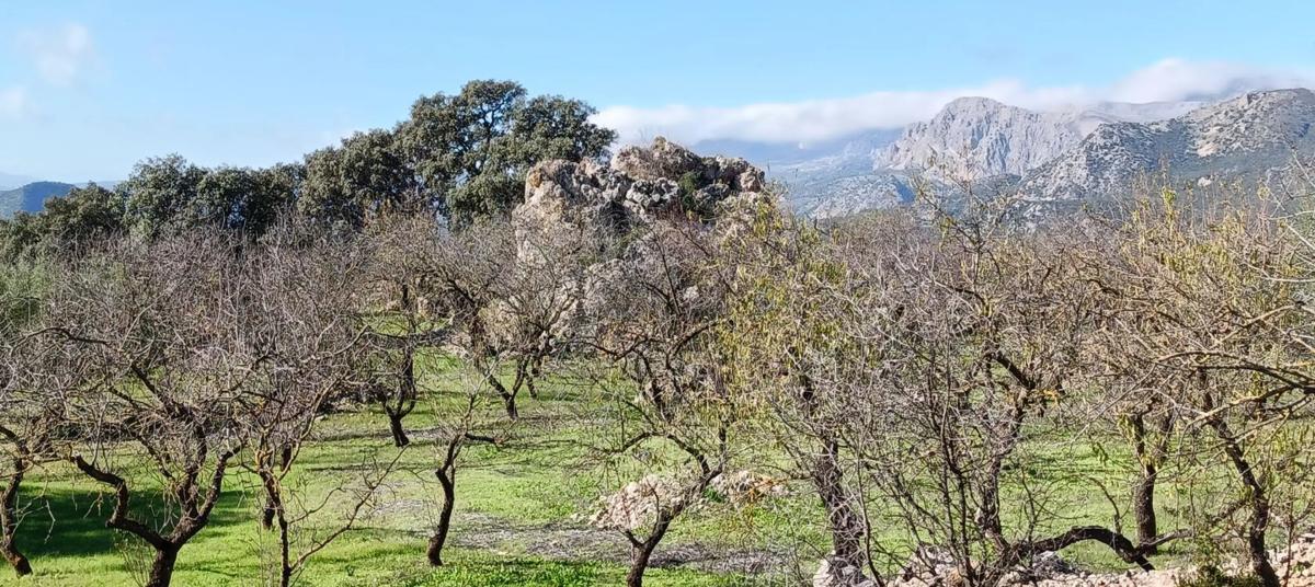 Terreno en venta en Periana, Malaga photo 2