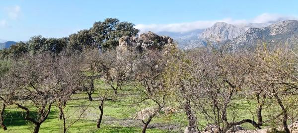 Terreno en Periana photo 2
