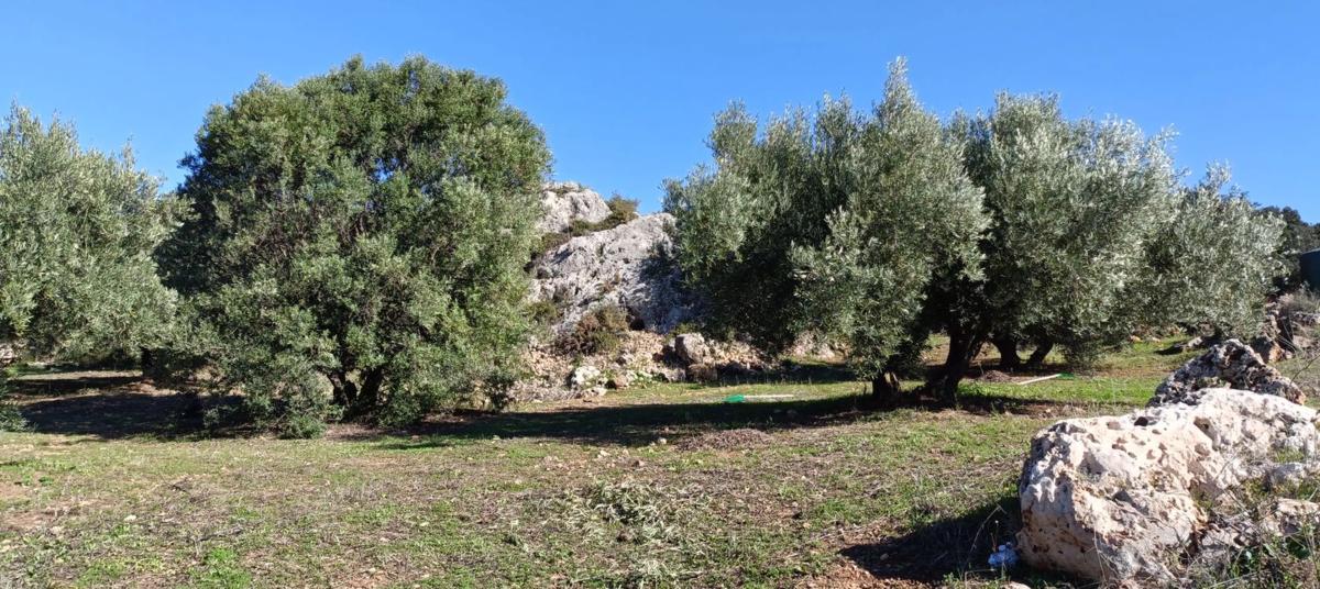 Terreno en venta en Periana, Malaga photo 5