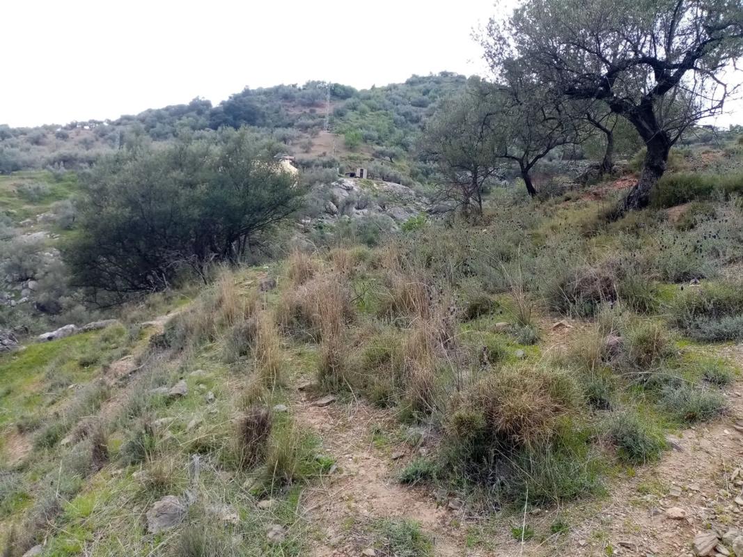 Land for sale in Riogordo, Malaga photo 1