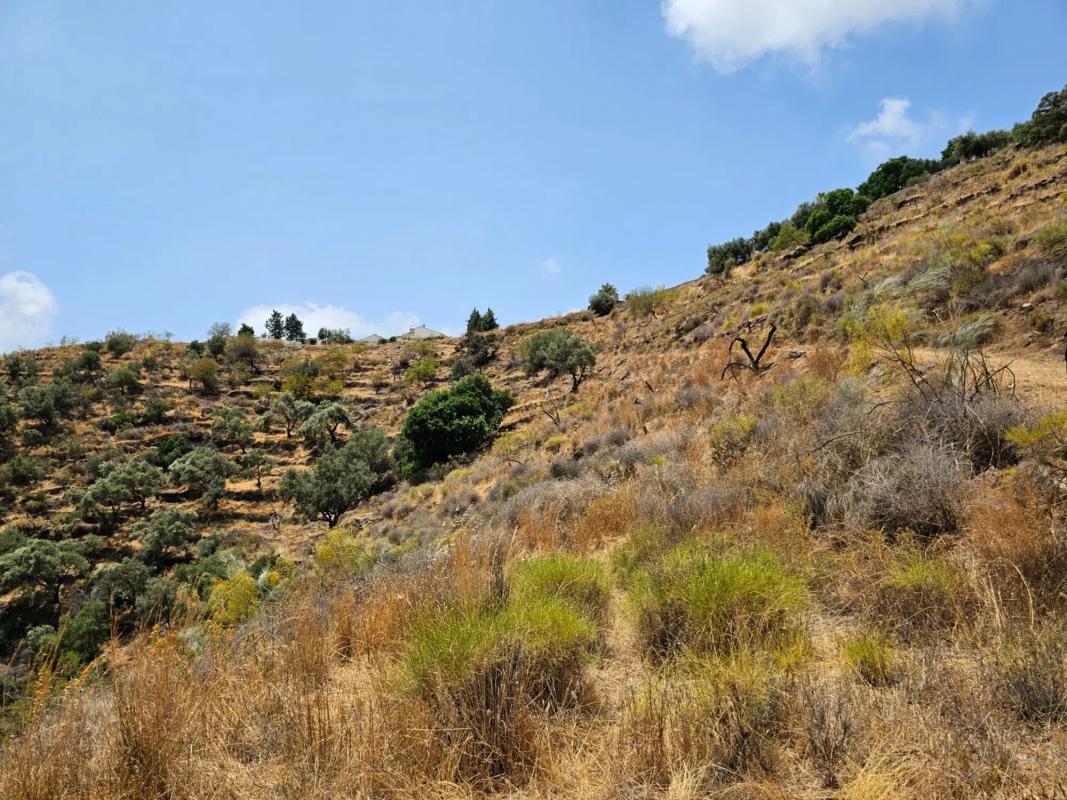 Terreno en venta en Sayalonga, Malaga photo 5
