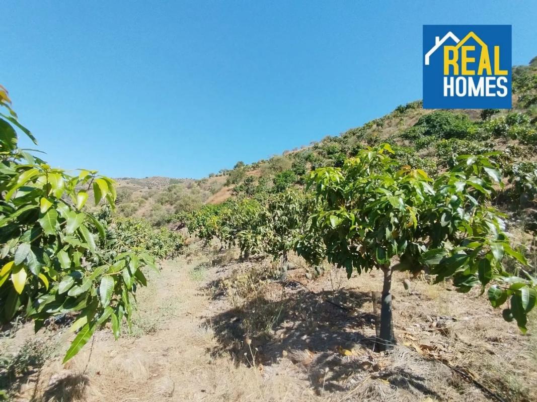 Terreno en venta en Sayalonga, Malaga photo 2
