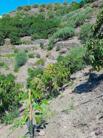 Terreno en Torrox Pueblo photo 1